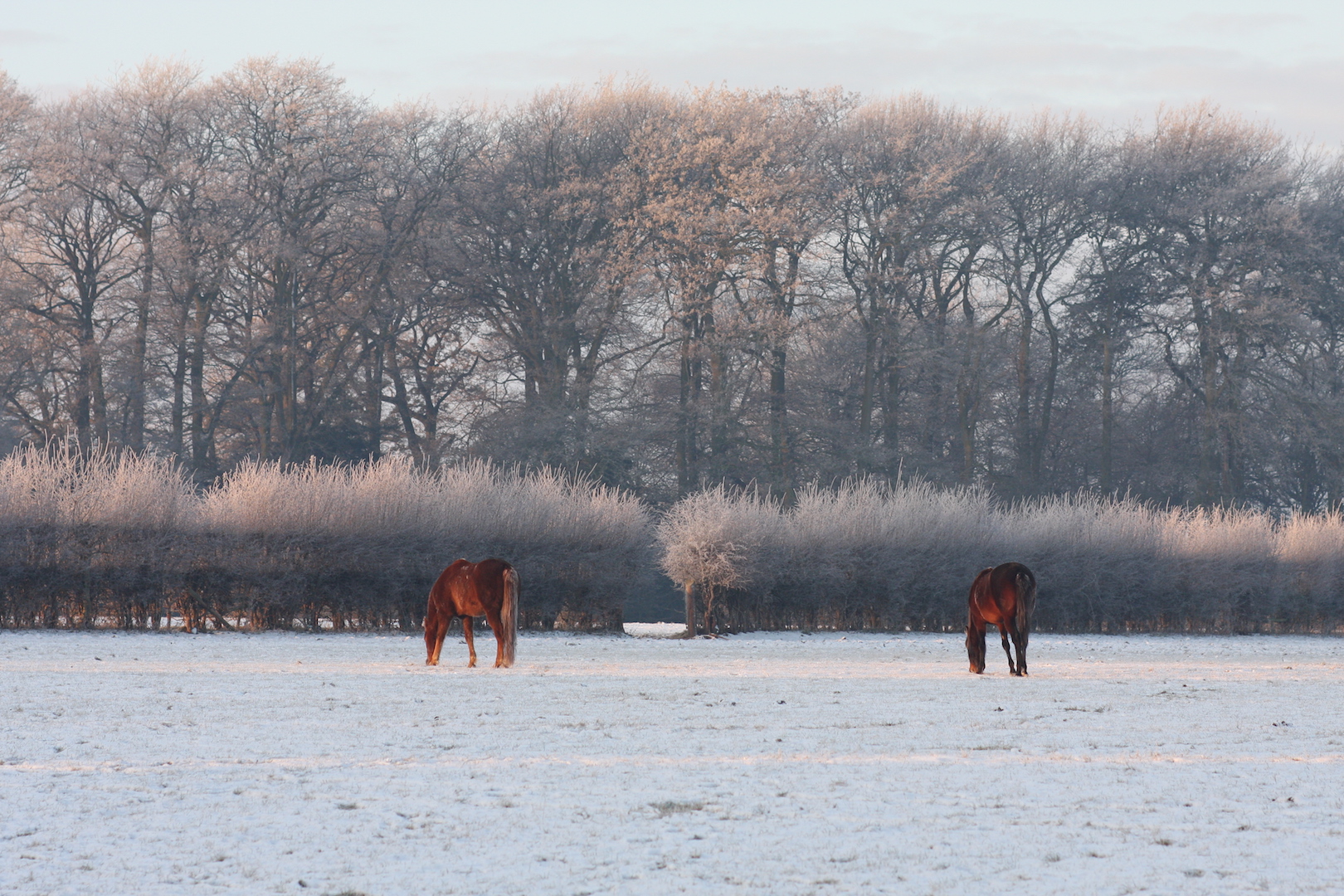 Horses in the snow